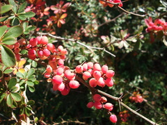 Berberis wilsoniae