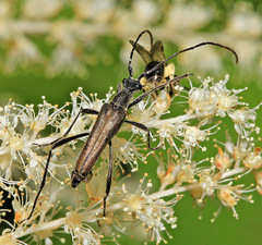 Strangalomorpha tenuis