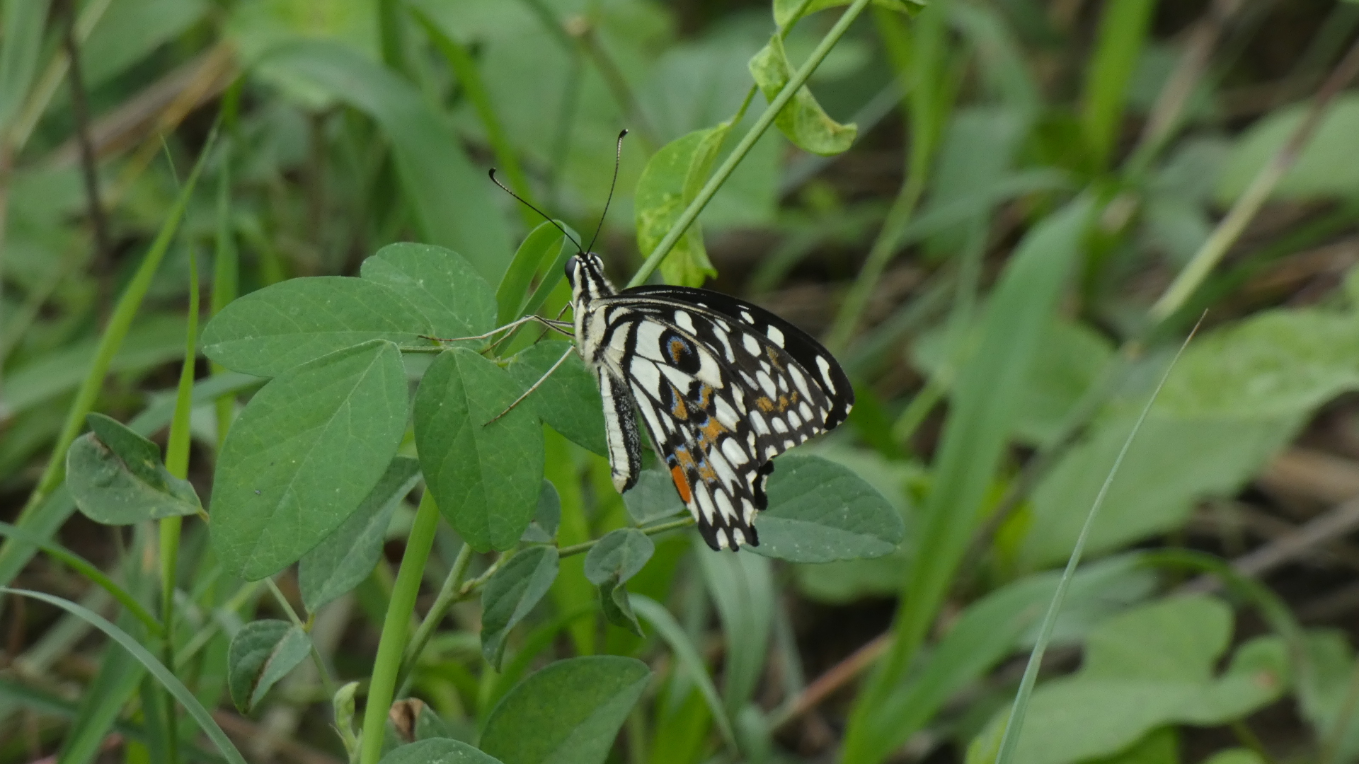 Lime Swallowtail