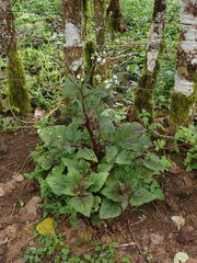 Adenostemma platyphyllum