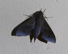 Xylophanes juanita