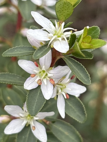 Agathosma crenulata