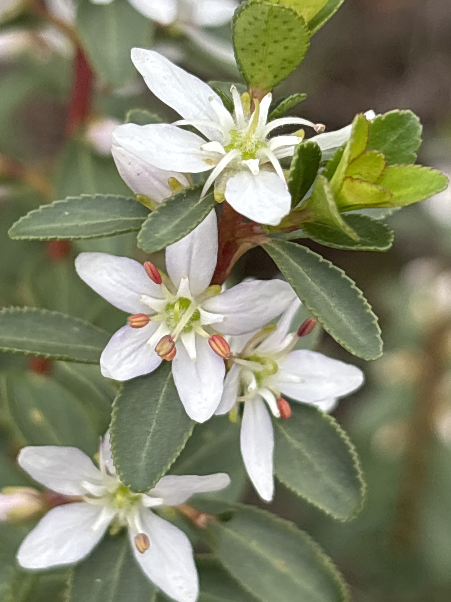 Agathosma crenulata