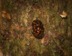 Derispia variabilis