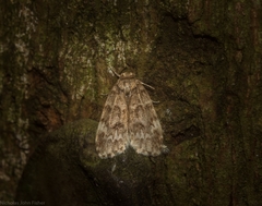 Scaphidriotis xylogramma