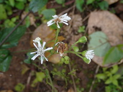 Adenostemma platyphyllum