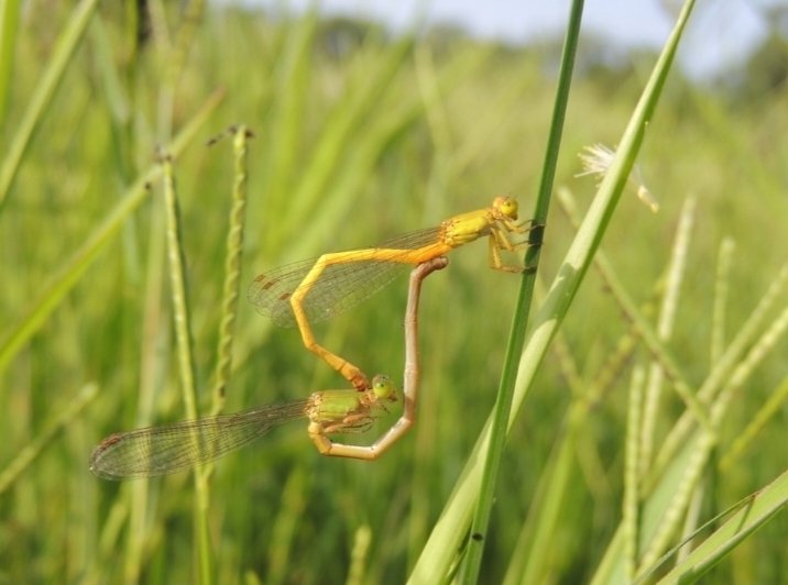 Coromandel Marsh Dart