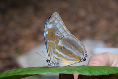 Morpho marcus