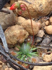 Drosera hyperostigma