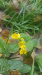 Brassica rapa campestris