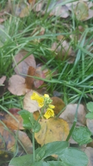 Brassica rapa campestris
