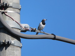Motacilla grandis