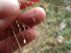 Eragrostis pectinacea