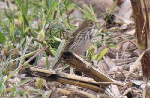 Bisbita pratense (Anthus pratensis)