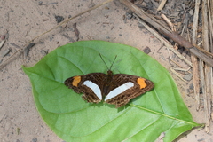 Adelpha iphiclus iphiclus