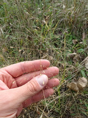 Eragrostis pectinacea