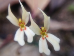 Stylidium emarginatum