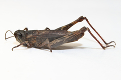 Chorthippus macrocerus