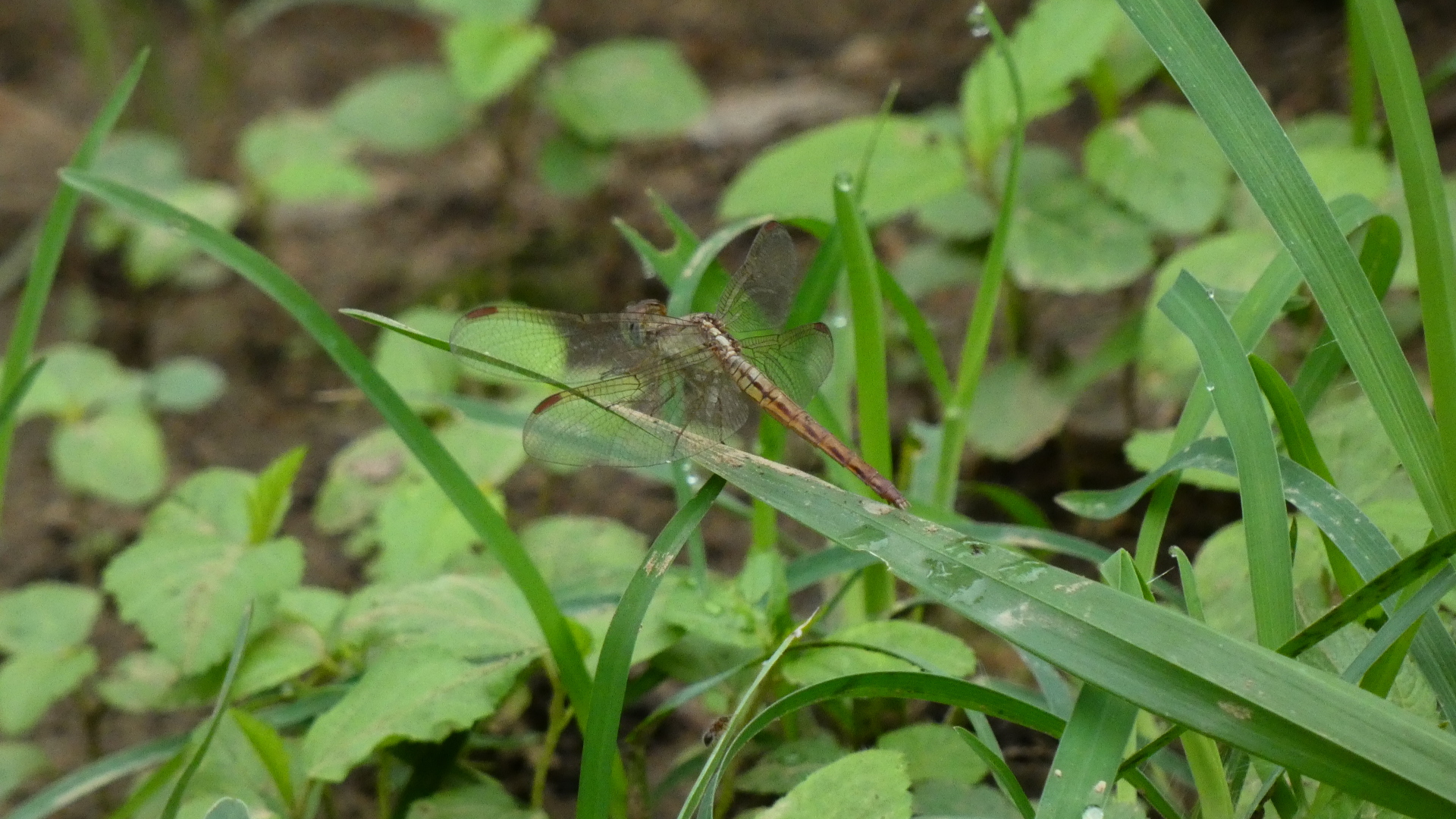 Ruddy Meadow Skimmer