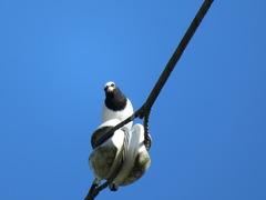 Motacilla grandis