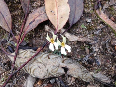 Stylidium emarginatum