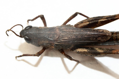 Chorthippus macrocerus
