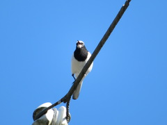 Motacilla grandis