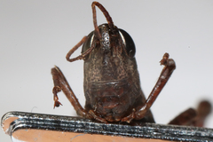 Chorthippus macrocerus