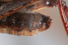 Chorthippus macrocerus