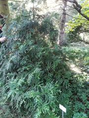 Thujopsis dolabrata