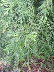 Thujopsis dolabrata