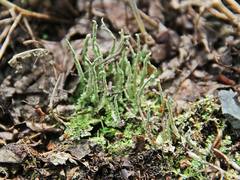 Cladonia subulata