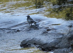 Motacilla grandis