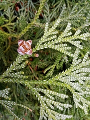 Thujopsis dolabrata