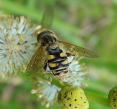 Parhelophilus laetus