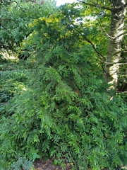 Thujopsis dolabrata
