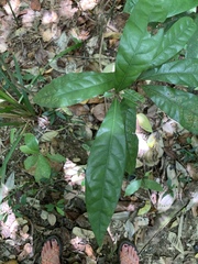 Beilschmiedia obtusifolia