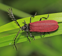 Macrolycus flabellatus
