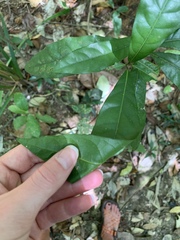 Beilschmiedia obtusifolia