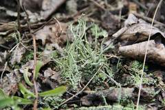 Cladonia subulata