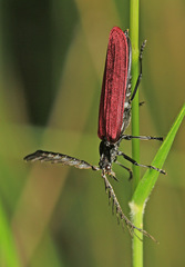 Macrolycus flabellatus