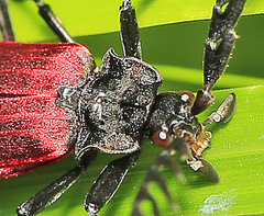 Macrolycus flabellatus