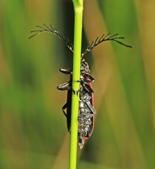 Macrolycus flabellatus