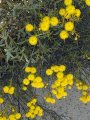 Verticordia chrysantha