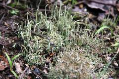 Cladonia subulata