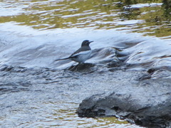 Motacilla grandis
