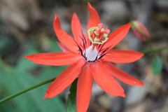 Passiflora miniata