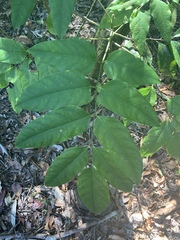 Polyscias australiana