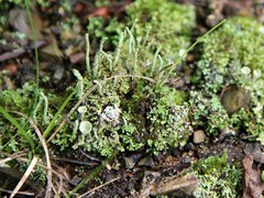 Cladonia decorticata