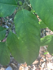 Polyscias australiana